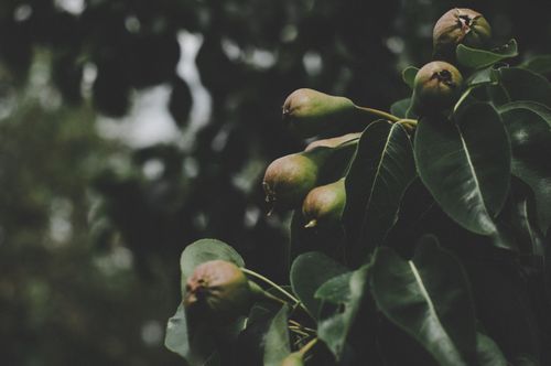 Free A close-up of pears growing on a tree branch with lush green leaves, capturing a moody feel. Stock Photo
