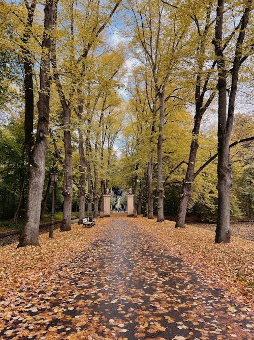Brown Leaves on Ground Surrounded by Trees