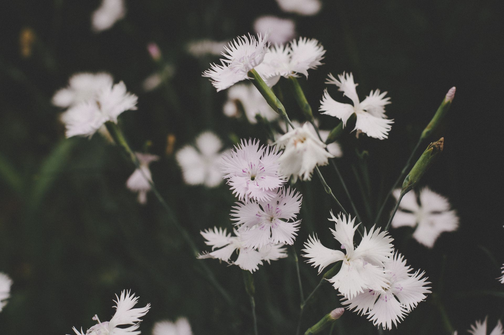 Close-up of delicate white flowers blooming outdoors, capturing their natural beauty.