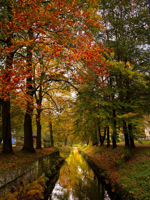 Kostenloses Stock Foto zu bach, bäume, herbst