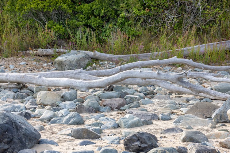 Brown Tree Trunk On White Sand