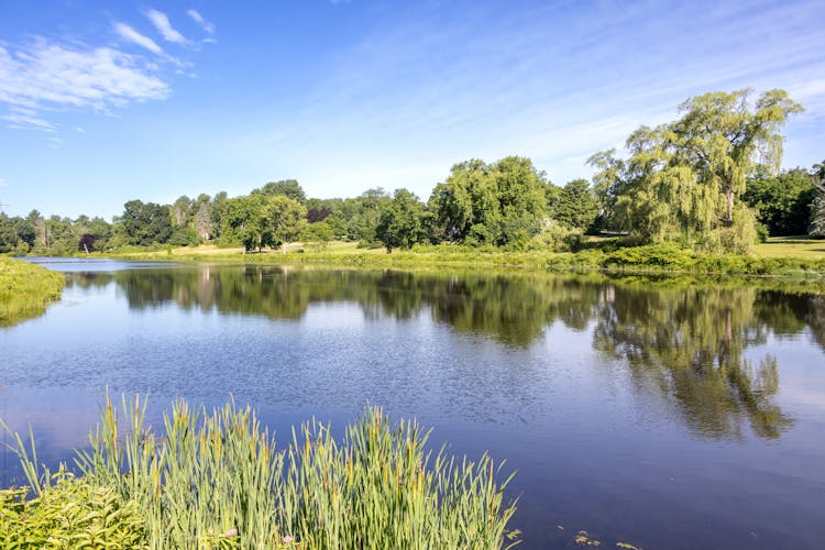 Green Grass Near River