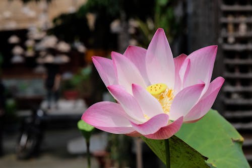 Close-Up Shot of a Lotus Flowers