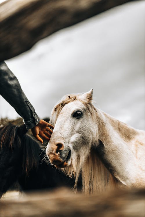 Photos gratuites de animal, cheval blanc, équin