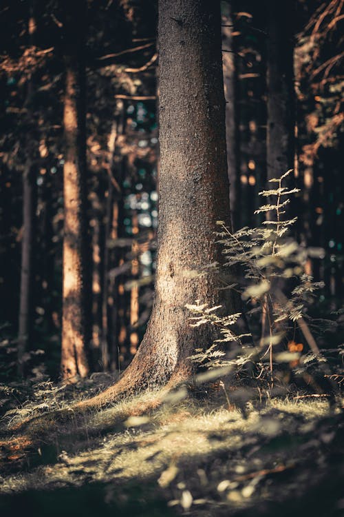 Kostenloses Stock Foto zu badehose, bäume, holz