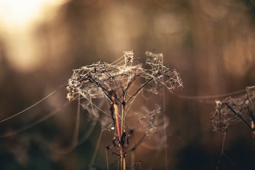 가을, 가을의 미학, 거미의 무료 스톡 사진