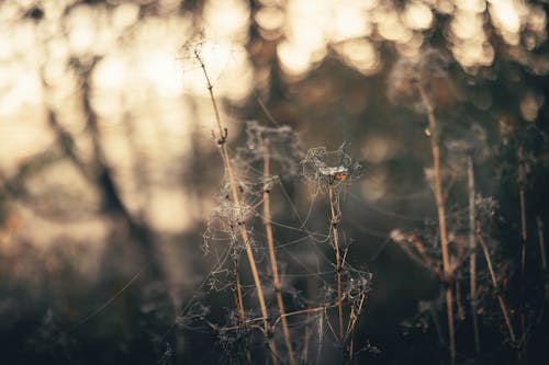 Kostenloses Stock Foto zu grün, herbst, herbstästhetik