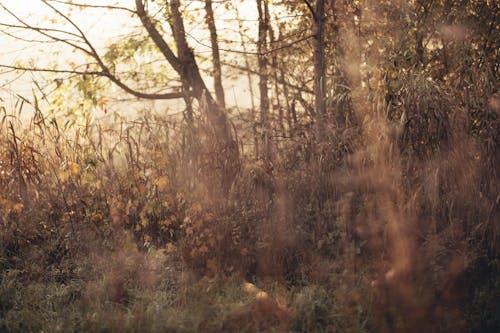 Kostenloses Stock Foto zu bäume, gebüsch, herbst