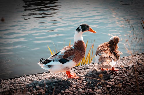 Two Ducks near Body of Water