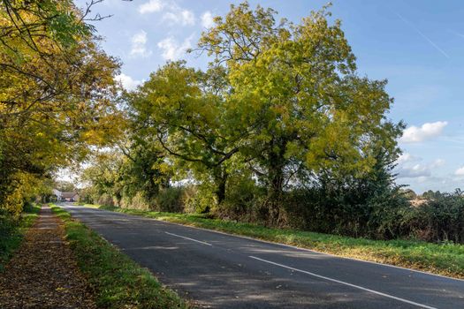 Trees by the Road