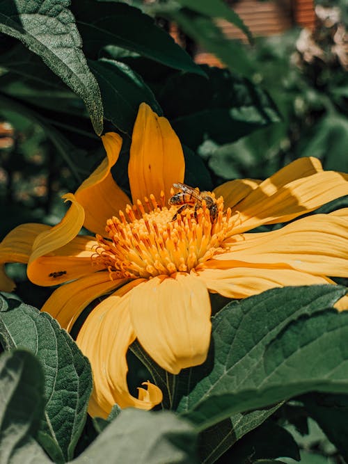 Darmowe zdjęcie z galerii z flora, fotografia kwiatowa, fotografia owadów