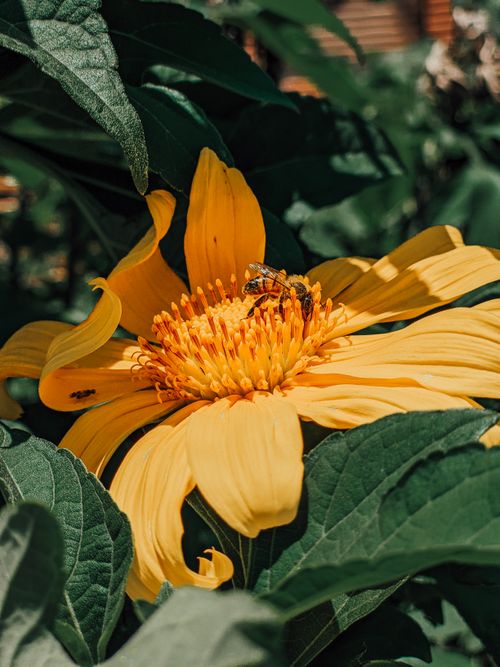 Free Close-up of a bee pollinating a bright yellow Mexican sunflower, showcasing nature's beauty. Stock Photo