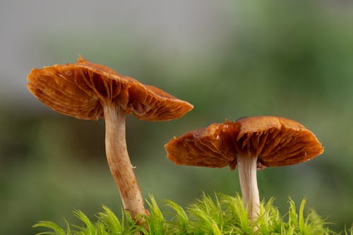 Close-Up Shot of Mushrooms