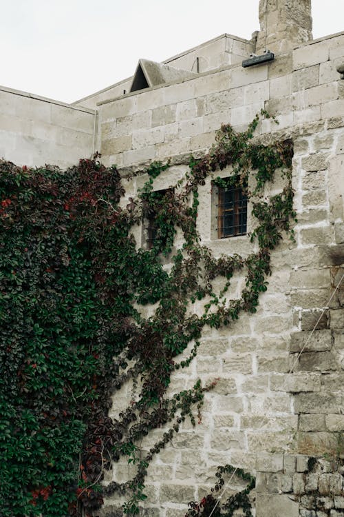 Základová fotografie zdarma na téma břečťan, budova, kámen