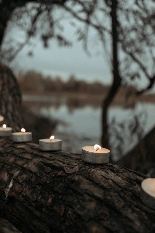 Foto d'estoc gratuïta de branca d'arbre, escorça, espelmes enceses