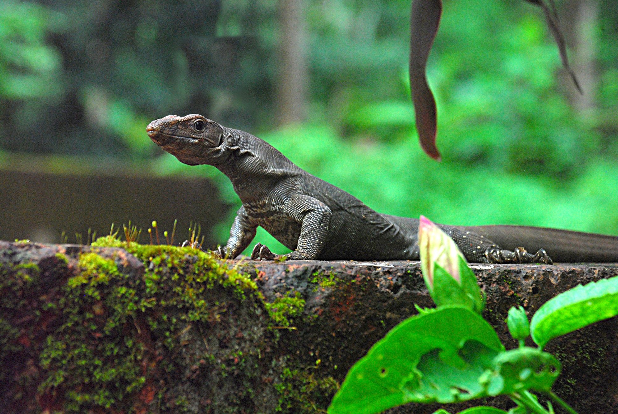 Ratnagiri