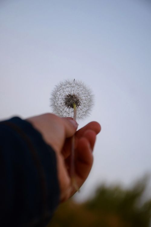 Free A close-up of a hand holding a dandelion against a clear sky in Astana, Kazakhstan. Stock Photo