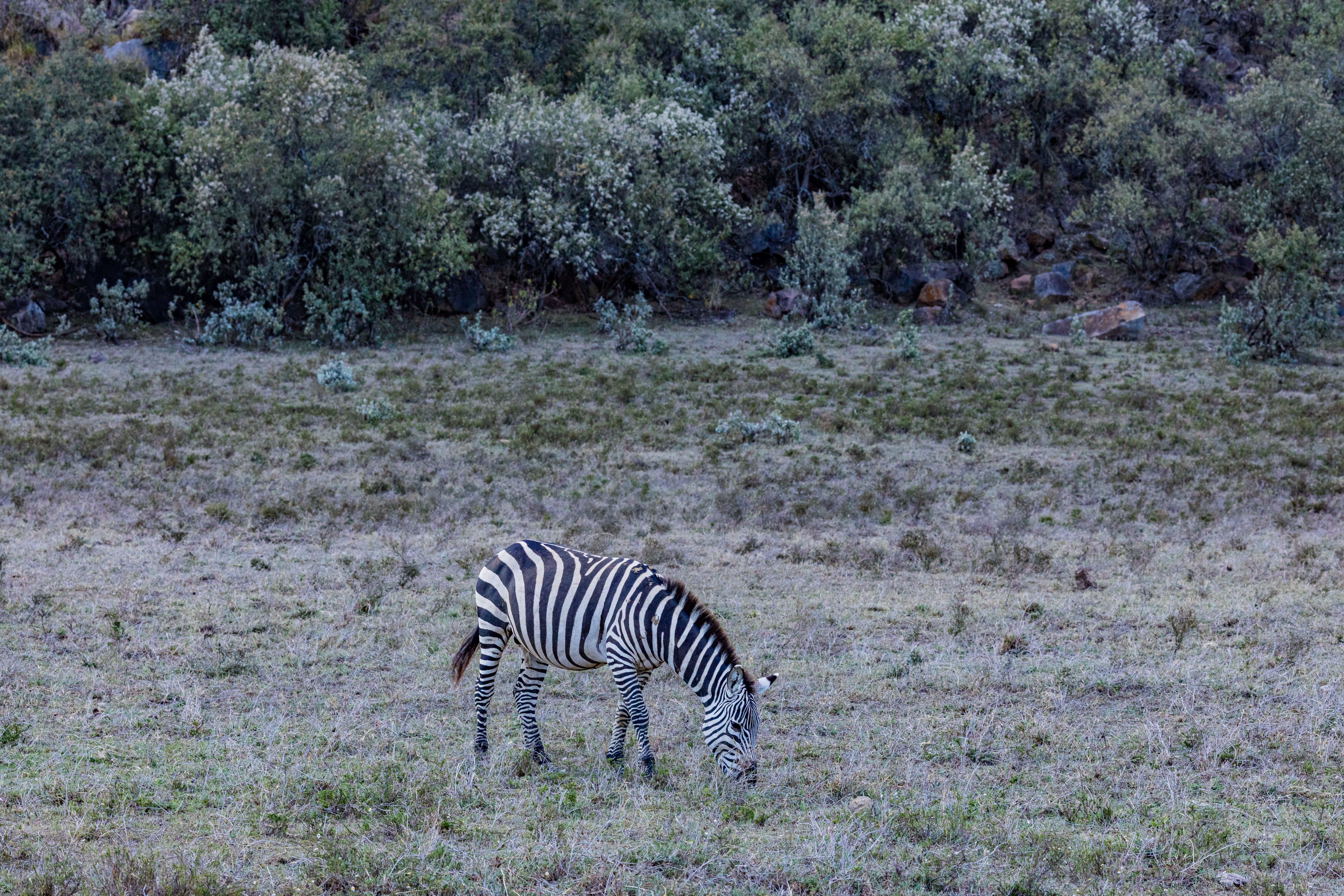 A Zebra in a Field · Free Stock Photo
