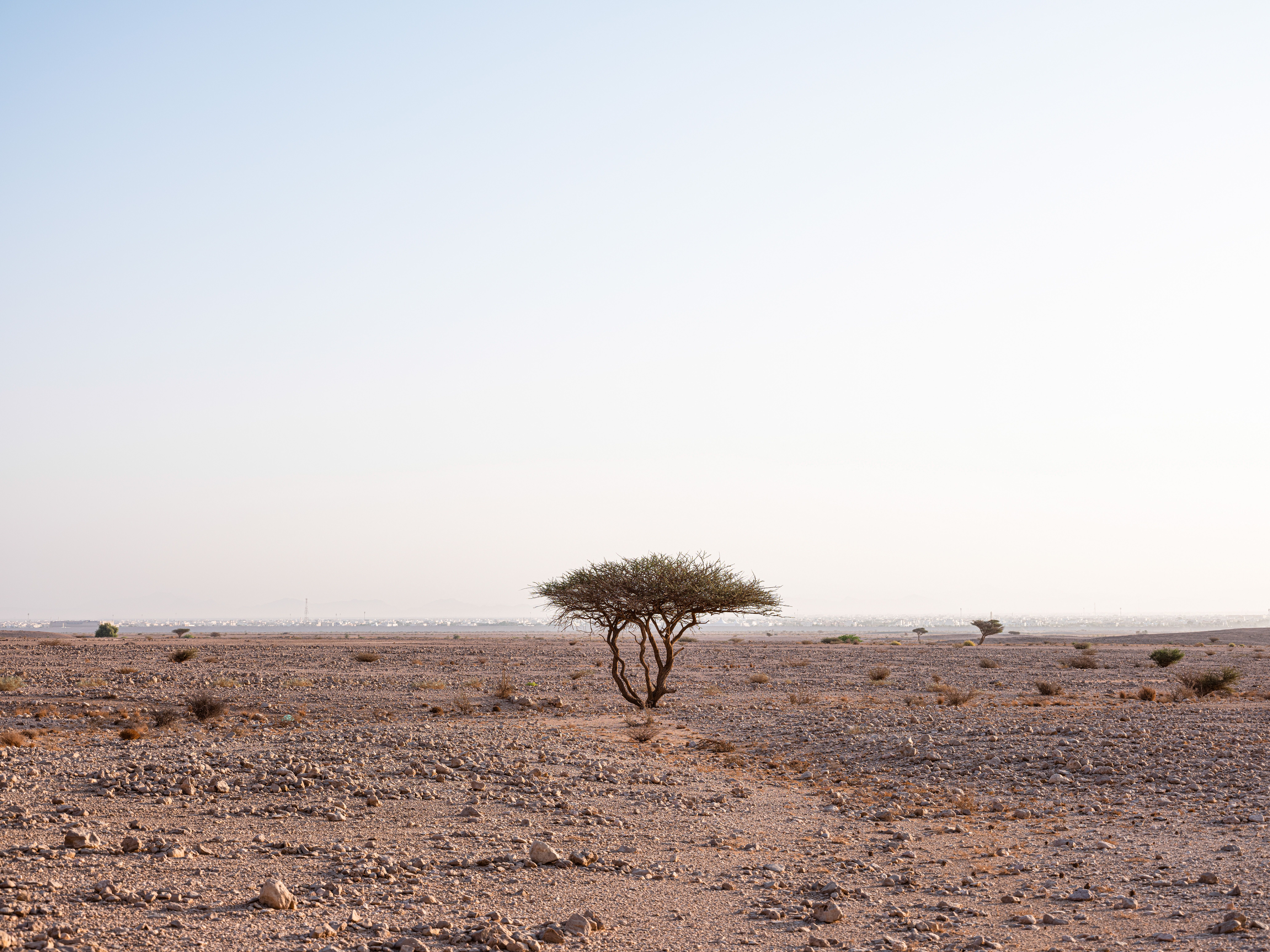 The Tree of Life standing alone in the desert