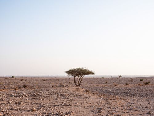Free A lone tree stands in an expansive, rocky desert under a bright sky. Stock Photo