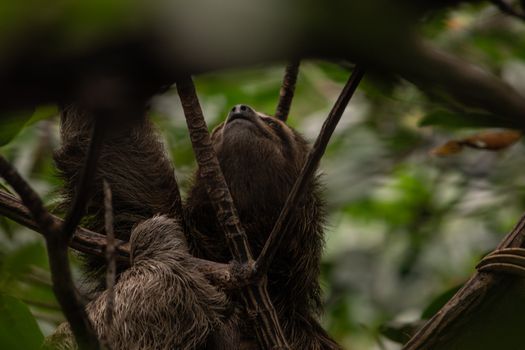 Close-Up Shot of a Sloth on Tree Branch