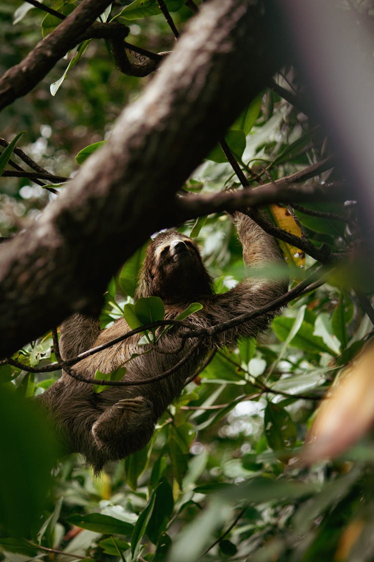 A Sloth On A Tree