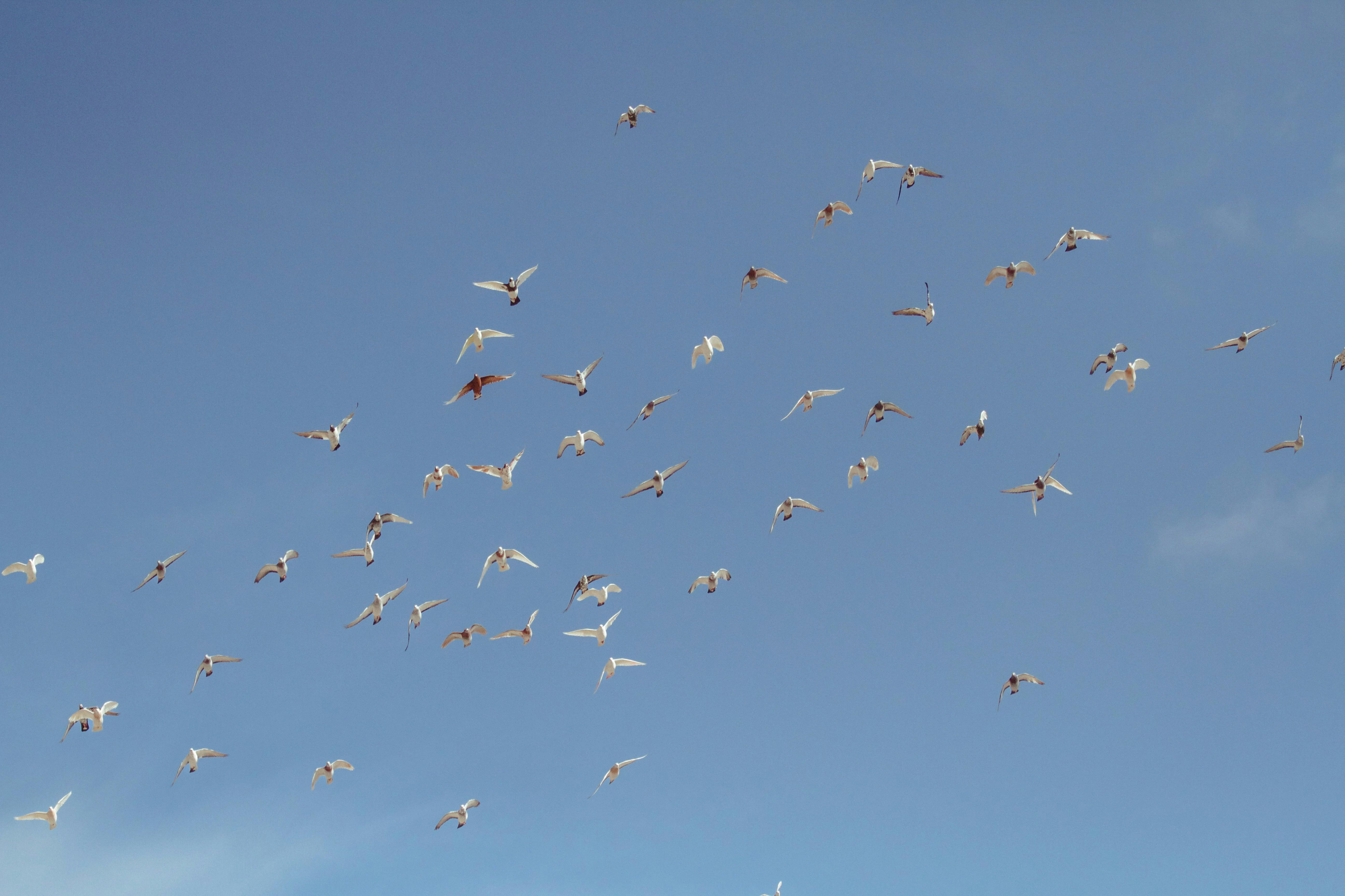 Unlimited Social Traffic