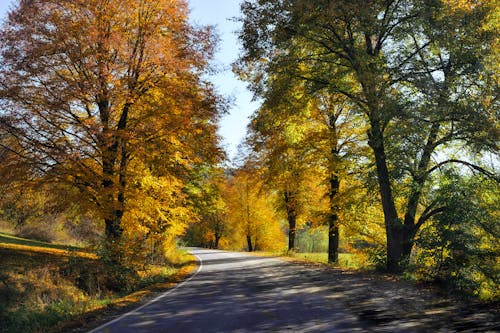 Autumn road on a sunny day