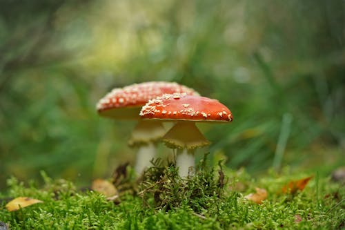 Kostenloses Stock Foto zu fliegenpilz, fungi, fungus