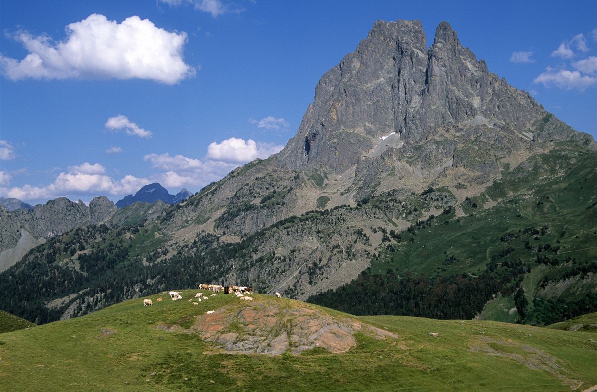 The twin-fanged Pic du Midi d'Ossau above a high pasture with grazing cattle