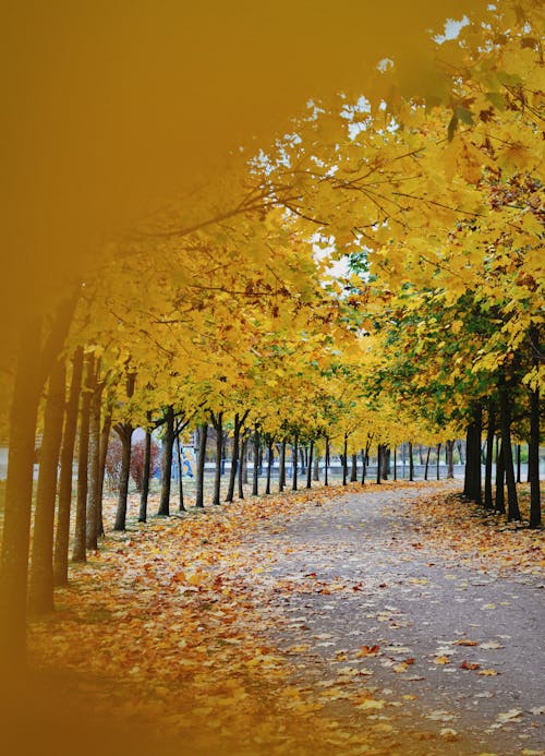 Kostenloses Stock Foto zu gelbe bäume, getrocknete blätter, jahreszeit