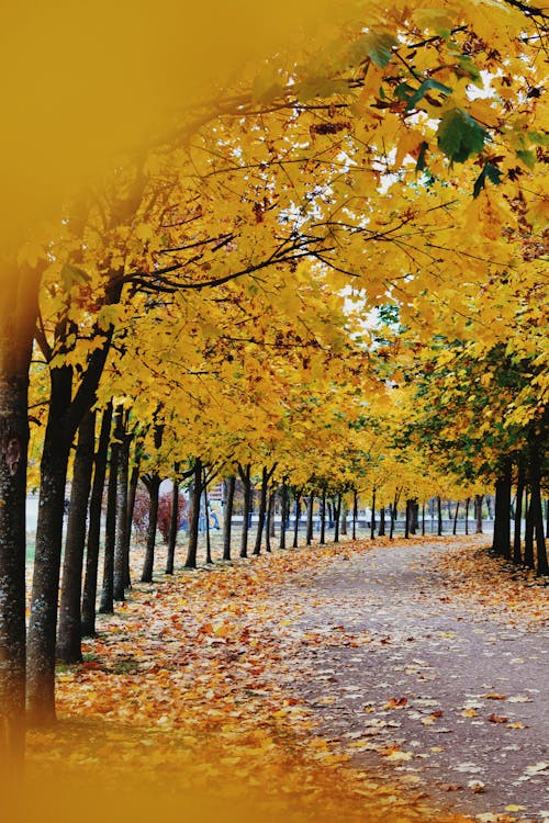 Alley between Trees with Yellow Leaves in Autumn 