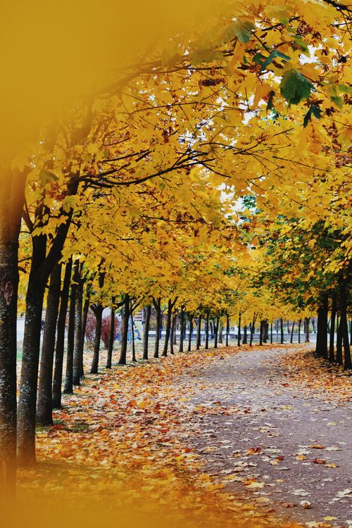 Alley between Trees with Yellow Leaves in Autumn · Free Stock Photo