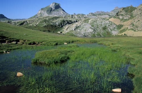 Immagine gratuita di erba, estate, montagne