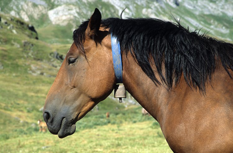 Photo Of A Brown Horse With A Blue Collar