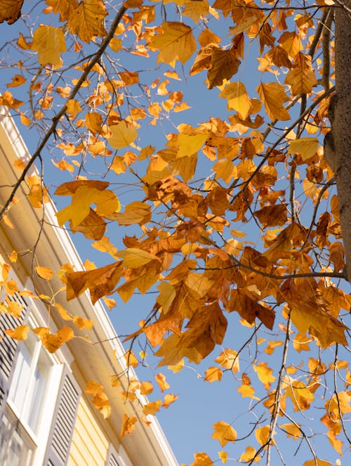 Golden Autumn Leaves 