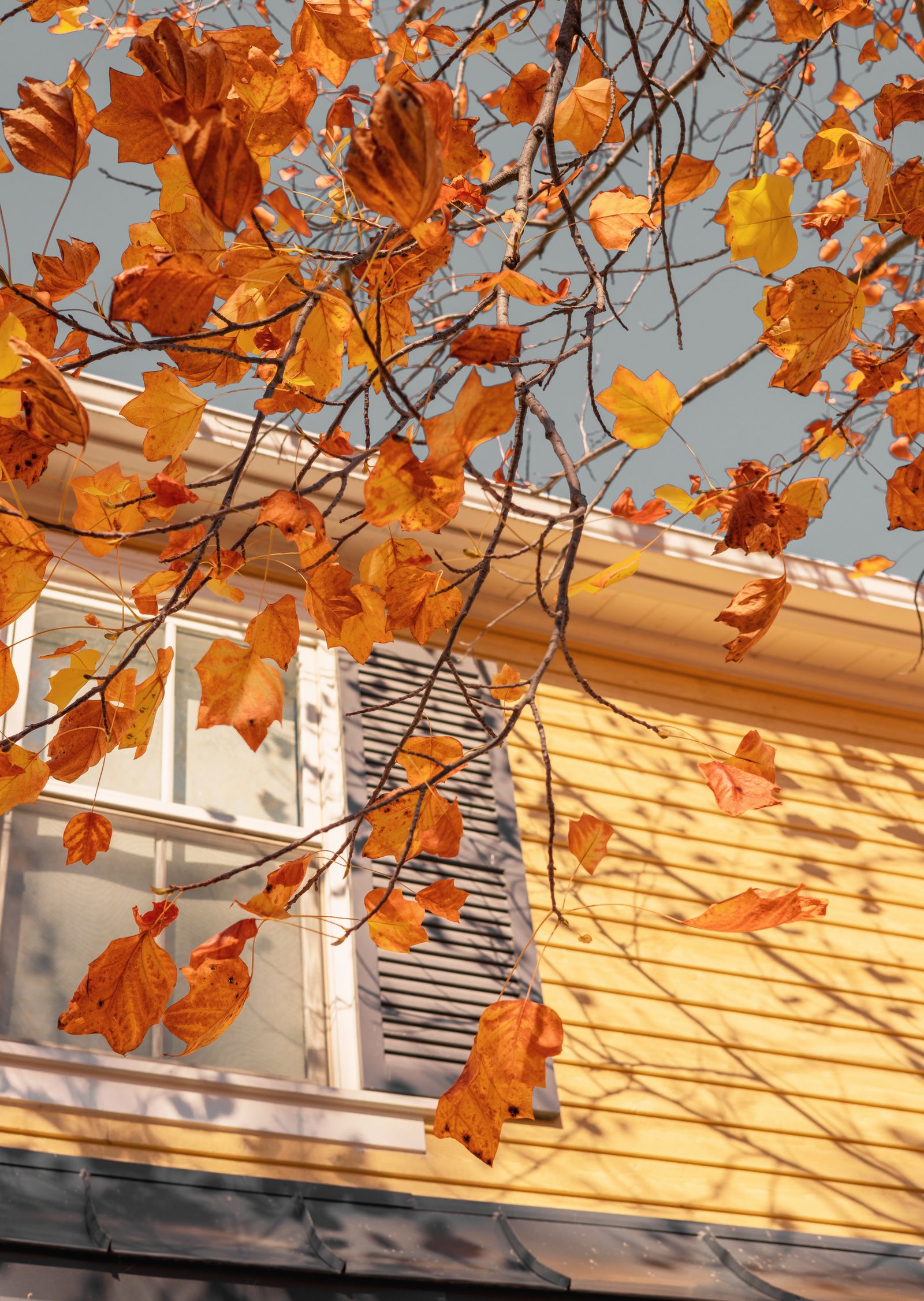 Vibrant autumn leaves in front of a house with shuttered windows, Pembroke Greens, Naperville IL