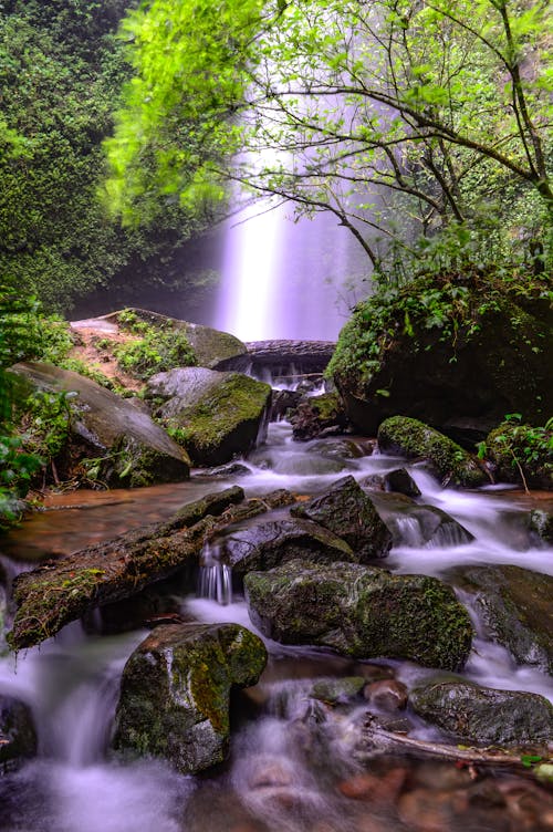 Green Plants, Waterfall and Stream with Stones