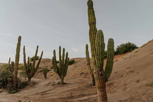 Бесплатное стоковое фото с дюны, заводы, кактусы