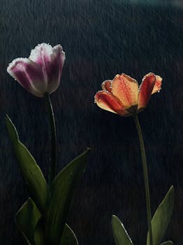 Two beautiful tulips stand in the rain, showcasing nature's vibrant elegance.