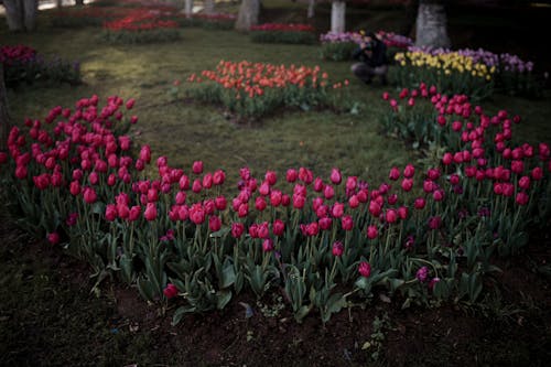 공원, 꽃, 꽃이 피는의 무료 스톡 사진