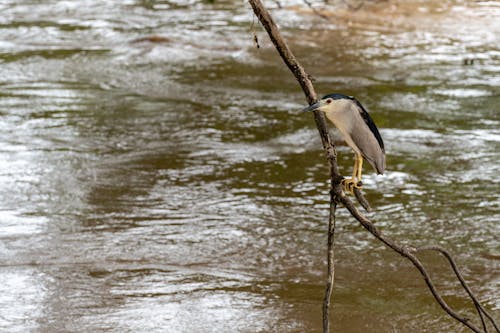  Black-crowned Night-heron Perching on a Branch Over the River