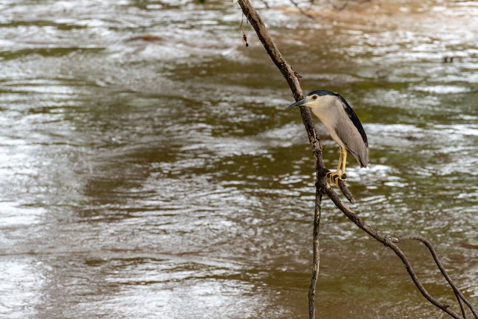 Western Reef Heron Makes Historic Appearance in the UK, Signaling Climate Change Effects