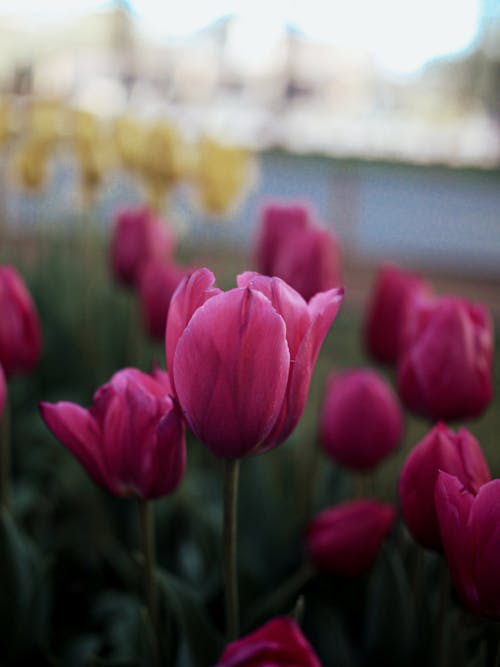 Gratis stockfoto met bloemen, detailopname, fabriek