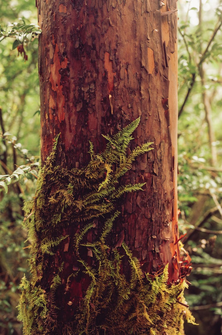 Fern Plants Growing On A Tree Trunk