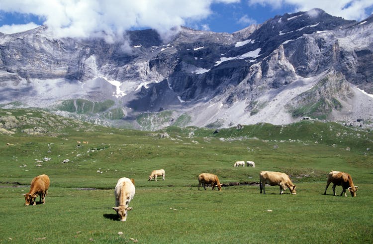 Cows Grazing In Mountains