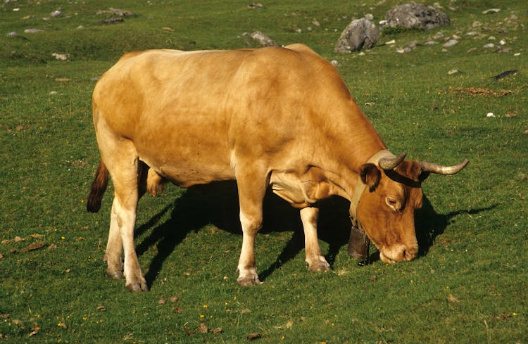 Brown Cow Eating Green Grass