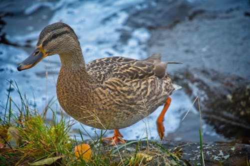 Close-Up Shot of a Duck 