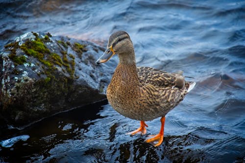 Close-Up Shot of a Mallard 