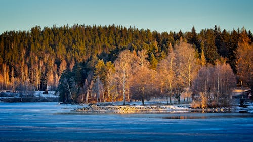 Forest by Frozen Lake